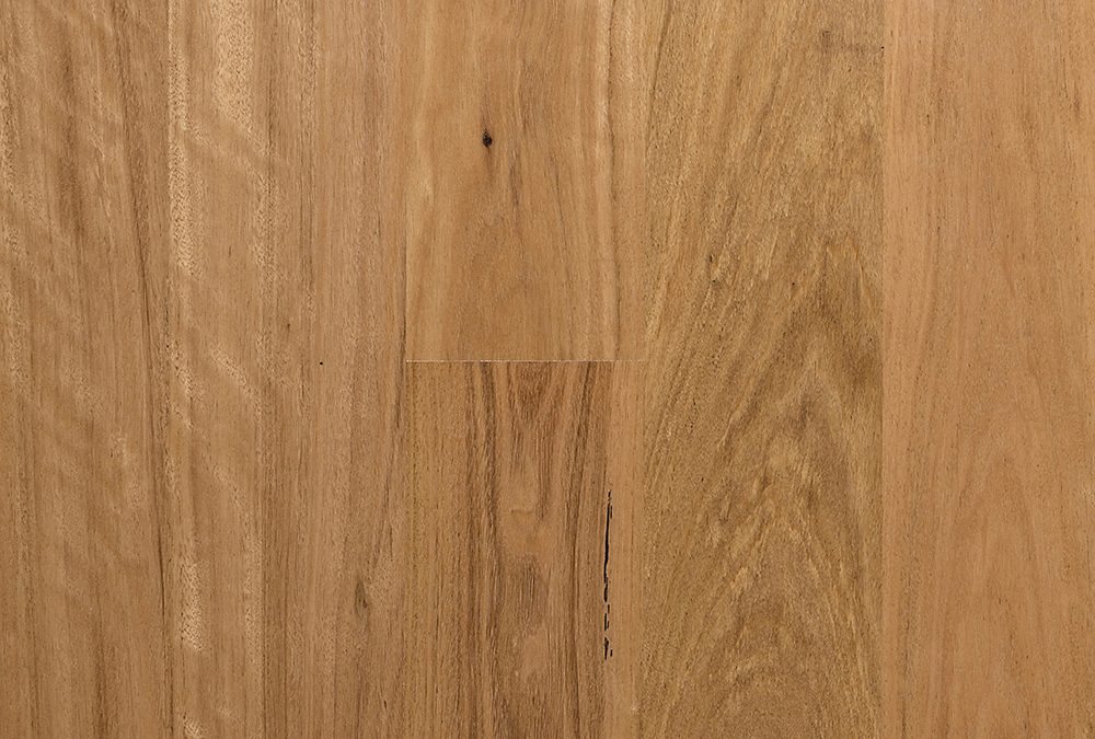 MB Blackbutt