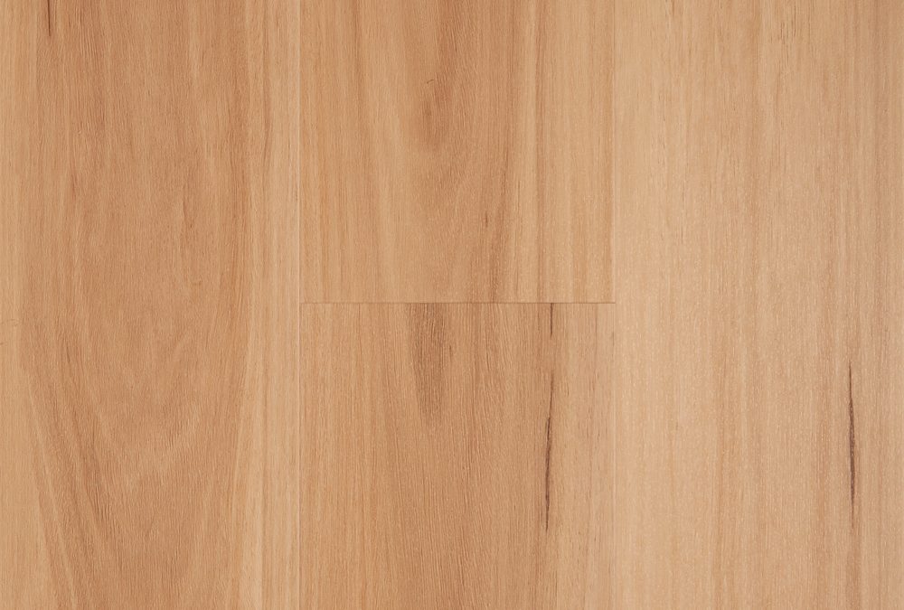 Blackbutt