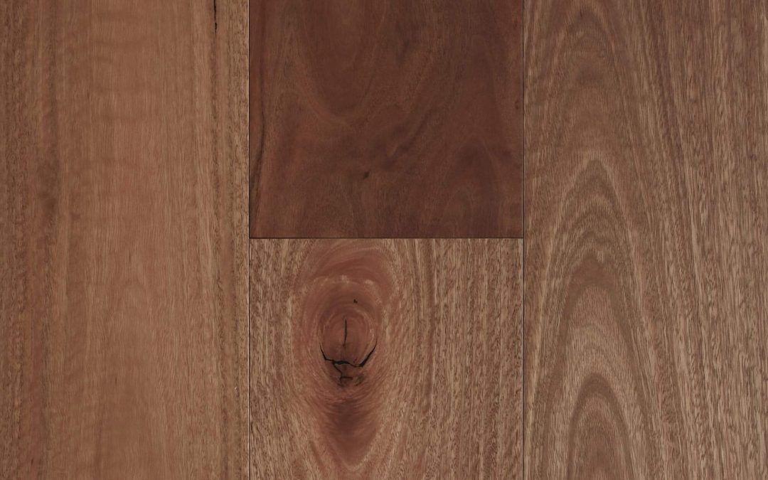 Standard Spotted Gum